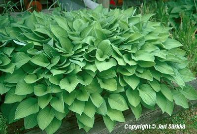  Hosta Fortunei-Ryhm 'Obscura'